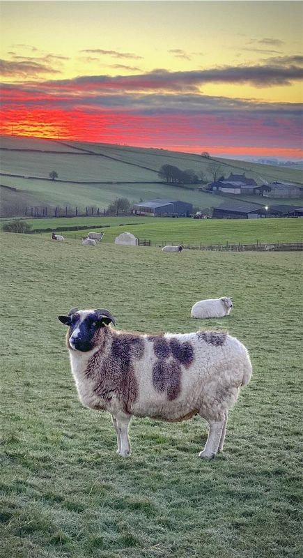 Felted Living Jacob Fleece Rug- June Coming Soon...