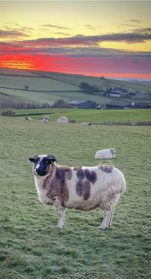 Felted Living Jacob Fleece Rug- June Coming 2026