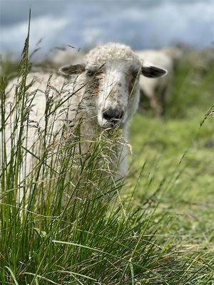 Felted Living Seat Pad  - Pumpkin 2025 SOLD