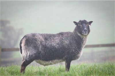 Living Fleece Rug - Sammie  2025 SOLD Living Fleece Rug - Sammie  2025 SOLD