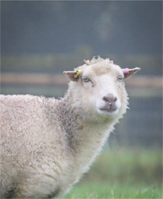 Living Shetland Wool Rug - Sofia Coming 2026