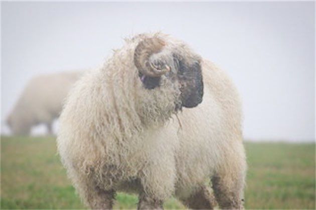 Valais Blacknose Living Rug - Mildred Coming 2026