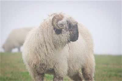 Valais Blacknose Living Rug - Mildred Coming 2026