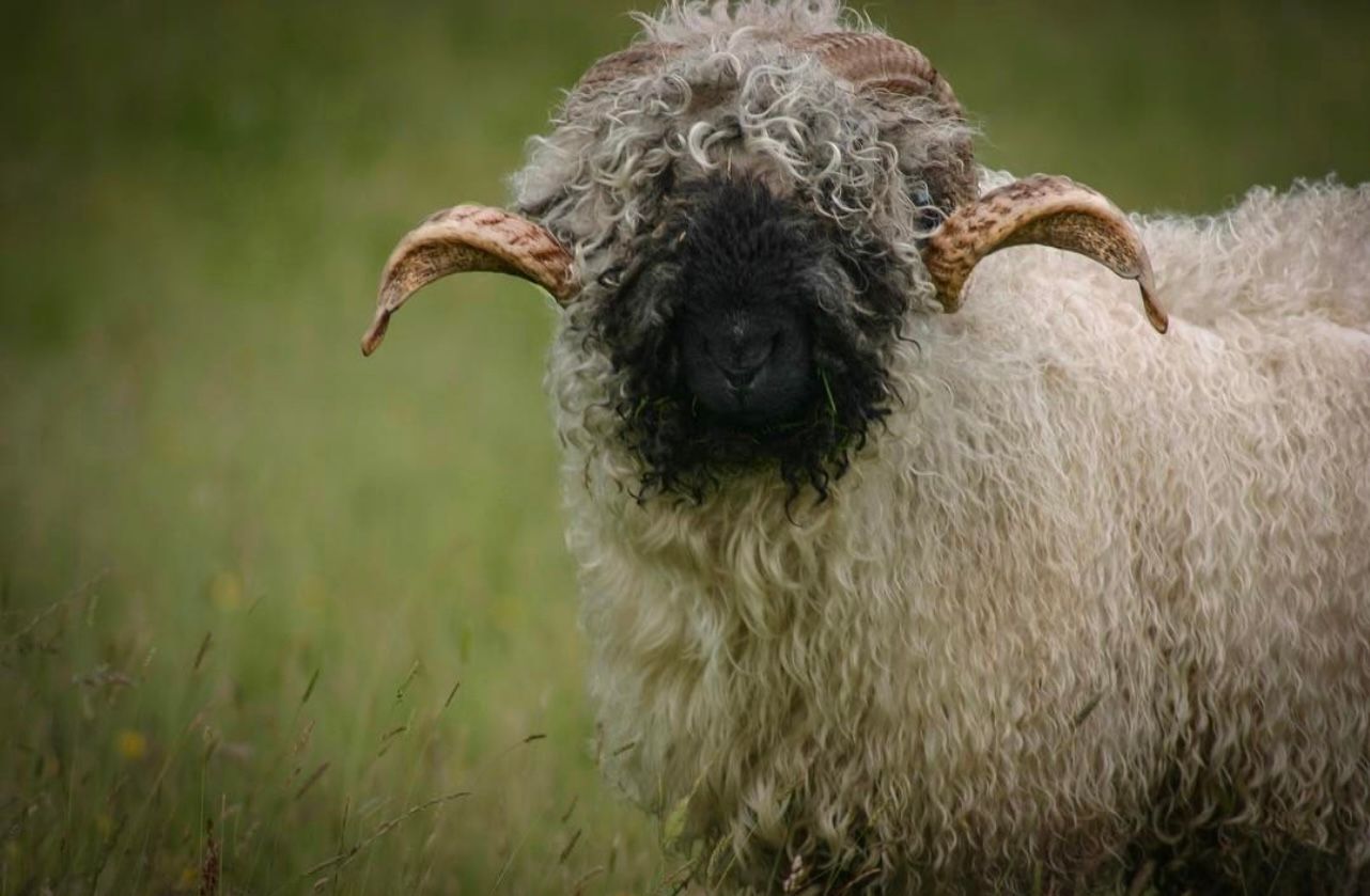 Felted Living Fleece Rug - Kenan Coming 2026
