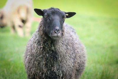 Small Living Gotland Rug - Gershwin 2025 SOLD