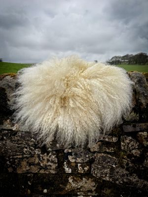 Woolly Dots
