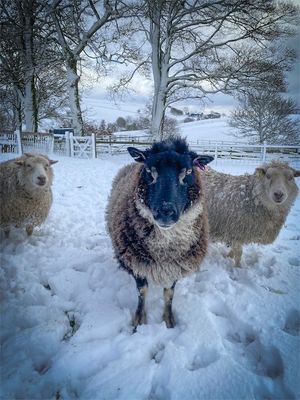 Portrait of Sammy, the cheeky Shetland sheep whose fleece became this handmade Living Rug®.