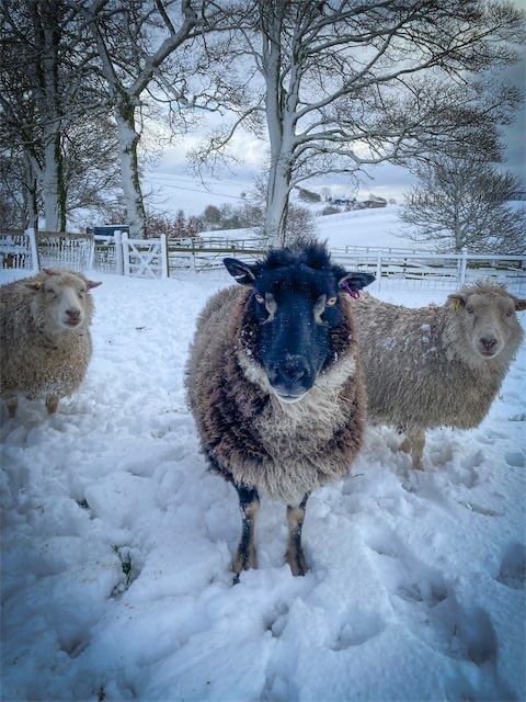 Portrait of Sammy, the cheeky Shetland sheep whose fleece became this handmade Living Rug®.