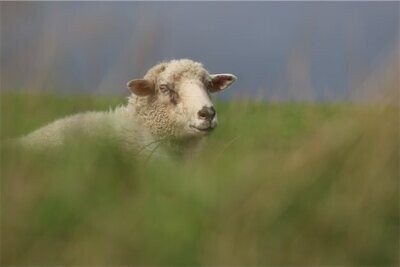 Sweetpea the sheep at The Living Rug Company
