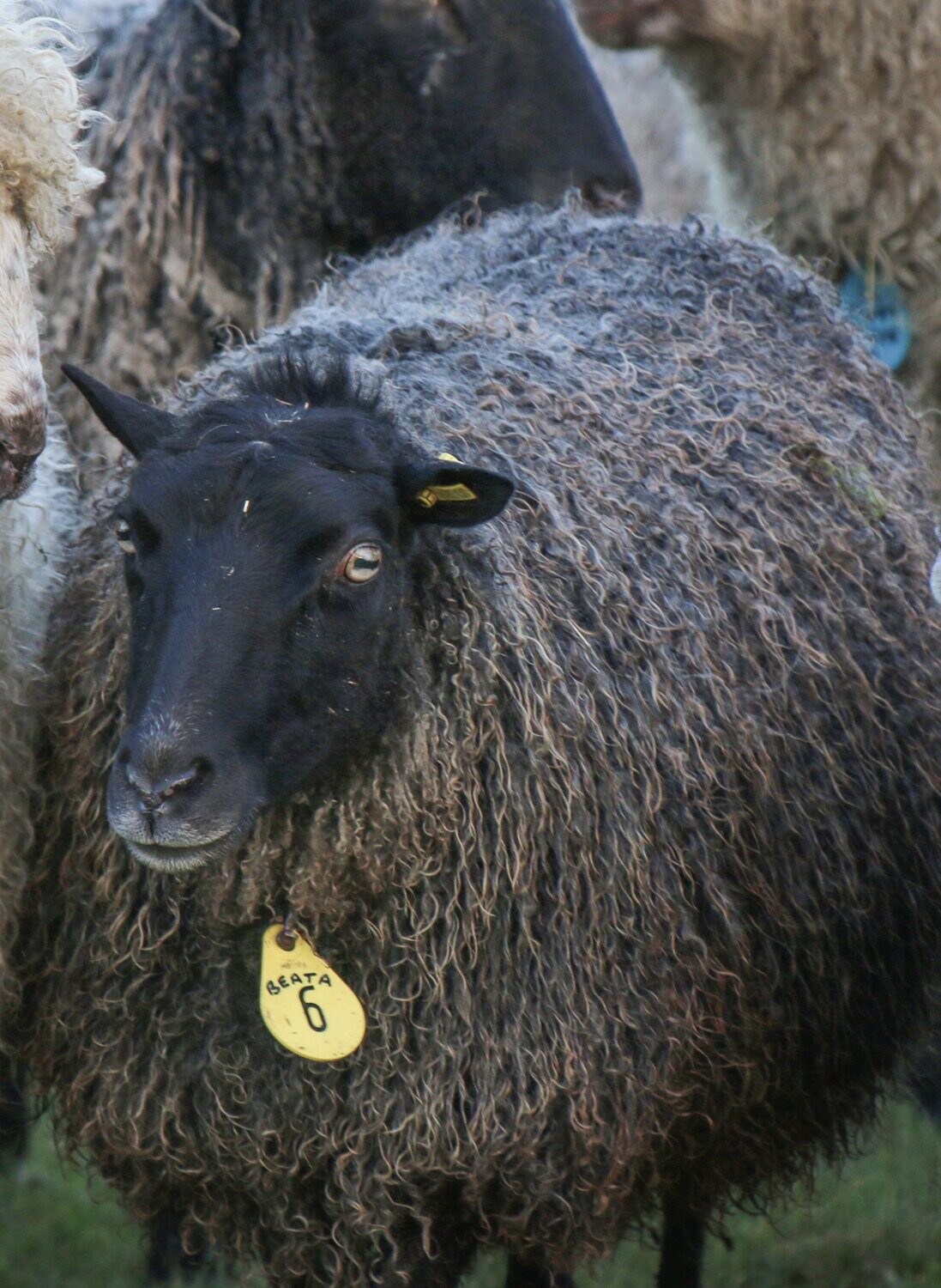 Gotland Sheep from The Living Rug Company