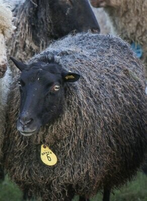 Gotland Sheep from The Living Rug Company