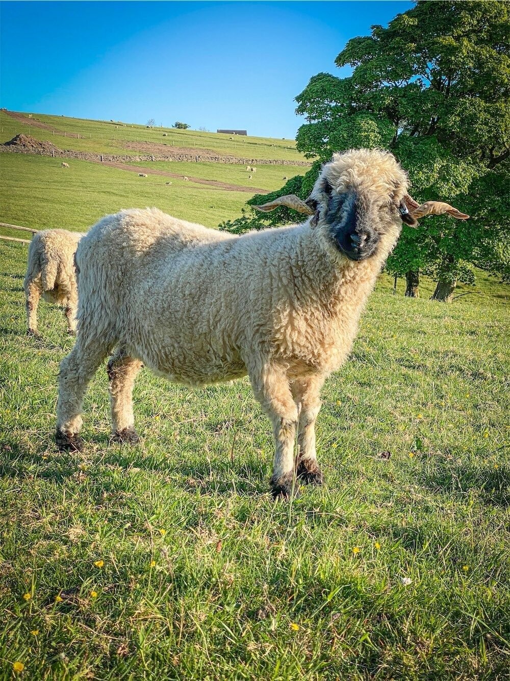 Sally Valais Blacknose Sheep Living at The Living Rug Company