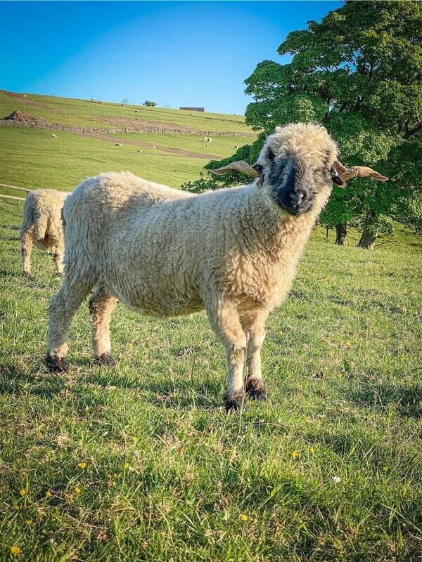 Living Rug - Sally 2026 Sally Valais Blacknose Sheep Living at The Living Rug Company