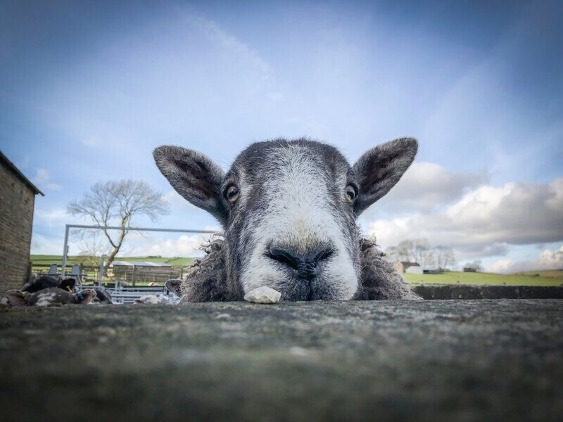 Peter enjoying life with the flock, showing his friendly and curious personality.