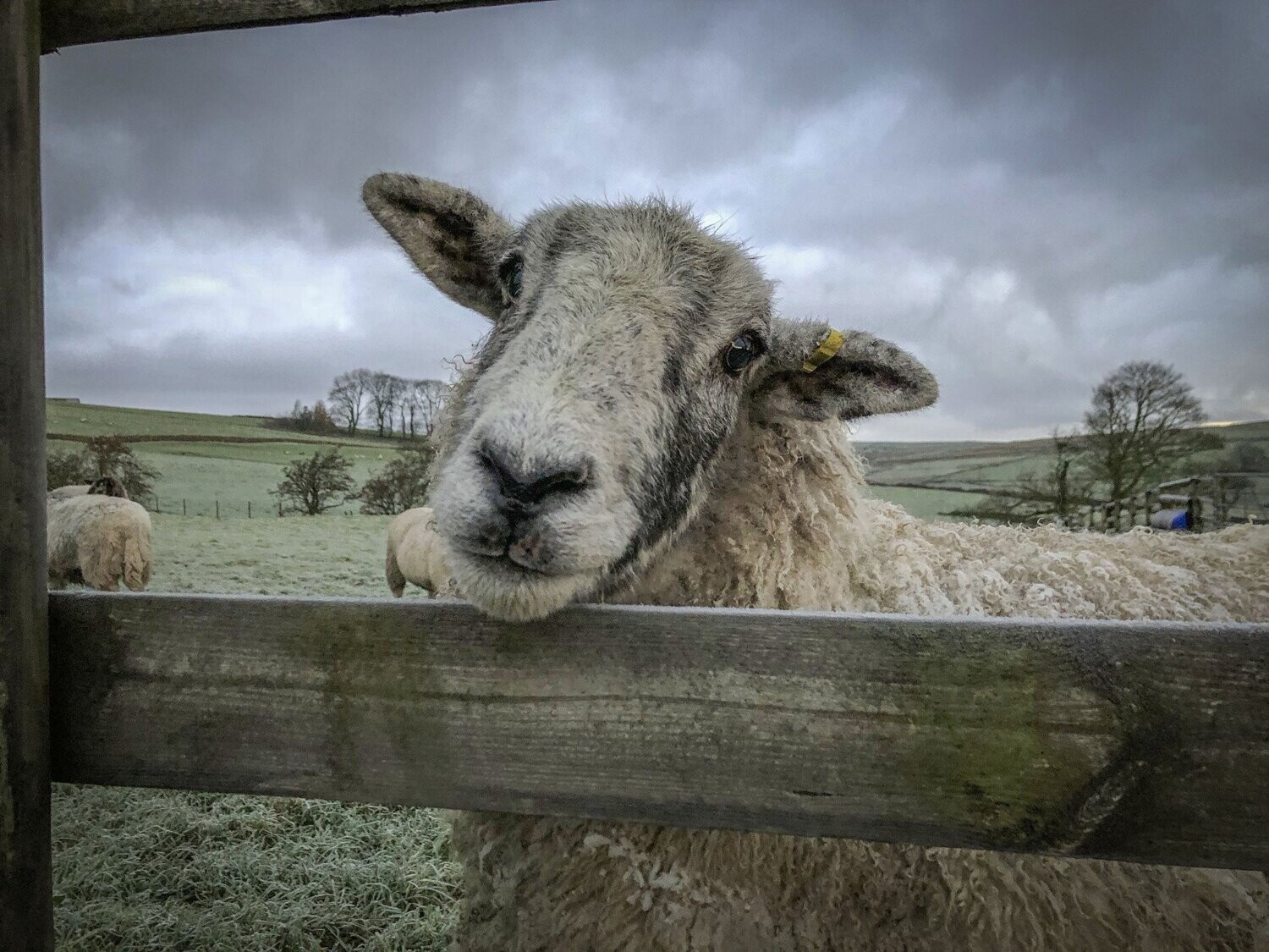 Marley who is part of the Living Rug® Flock