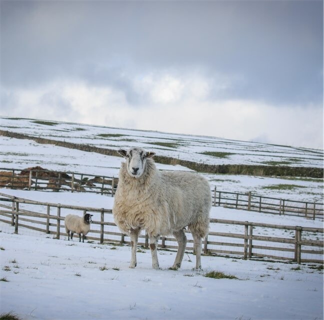 Living Rug - Bob 2026 Bob, one of the oldest sheep at The Living Rug Company.