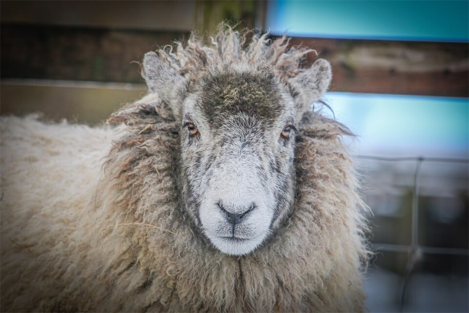 Herdwick Cross Sheep at The living Rug Company