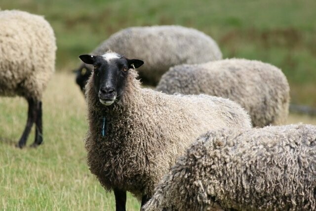 Living Rug- Giles 2026 Giles the Gotland Sheep at The Living Rug Company