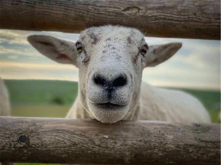 Living Rug - 2026 AKA Dumpling Living Rug Sheep