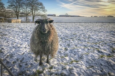 Living Rug®- Ida 2026 Ida, an 11-year-old Icelandic sheep whose fleece was used to create this handmade Living Rug®.