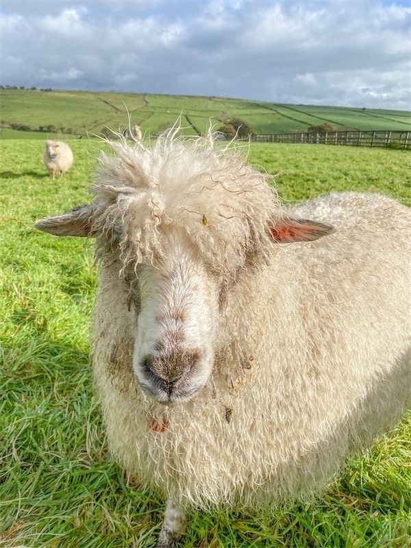 Amber 2026 Woolly Dot | Living Rug Collection Amber, the much-loved sheep whose beautiful 2026 fleece was used to create this handmade Woolly Dot.