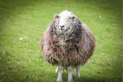 Tumble the Herdwick sheep at The Living Rug Company