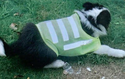 Chaleco de seguridad para mascota LARGE