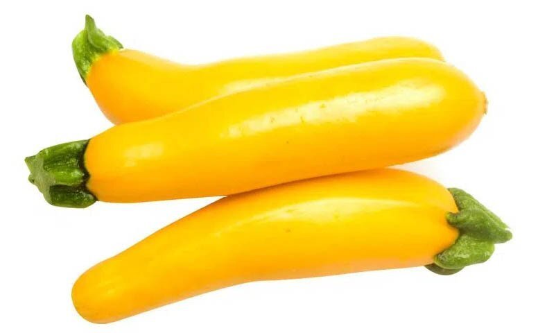 CALABACIN AMARILLO EM GODIVA F-1 HYB