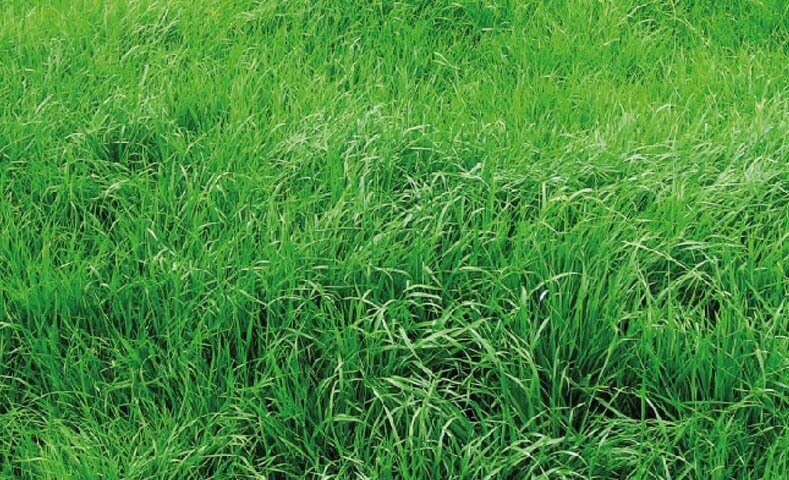 RYEGRASS ITALIANO