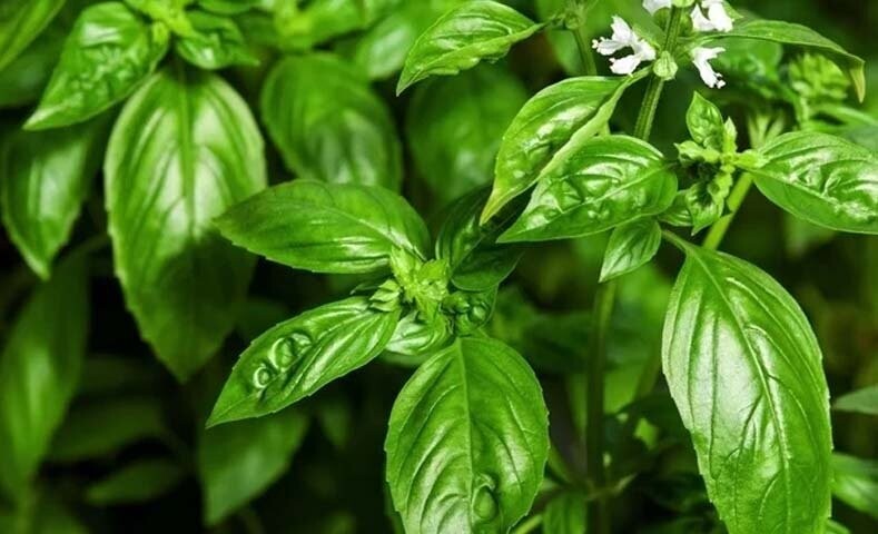 ALBAHACA LARGE LEAF