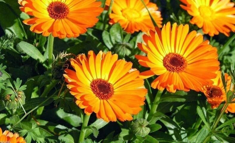 CALENDULA Calendula Officinalis