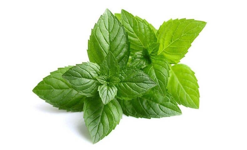 MENTA Mentha Piperita