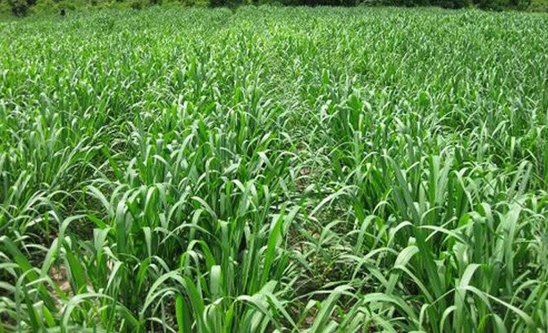 PANICUM MAXIMUN TANZANIA