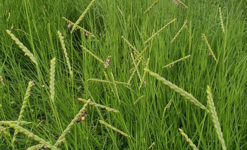 BRACHIARIA HUMIDICOLA