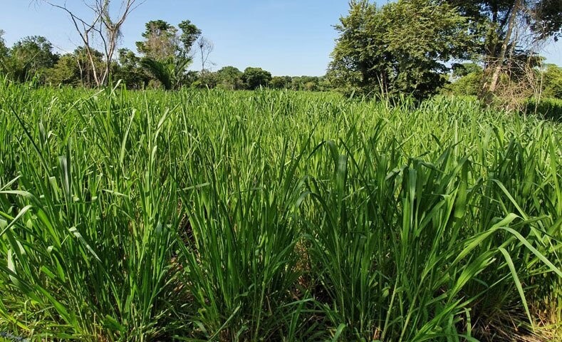 PANICUM MAXIMUN MOMBAZA