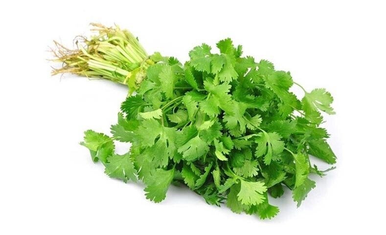 CILANTRO PATIMORADO