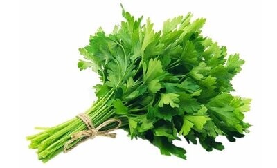 CILANTRO PATIMORADO