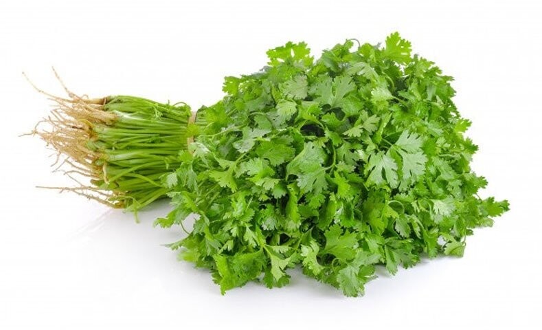CILANTRO SG-300 RESISTANT