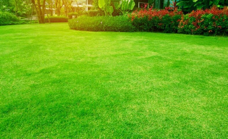 GRAMA DECORATIVA BERMUDA GRASS