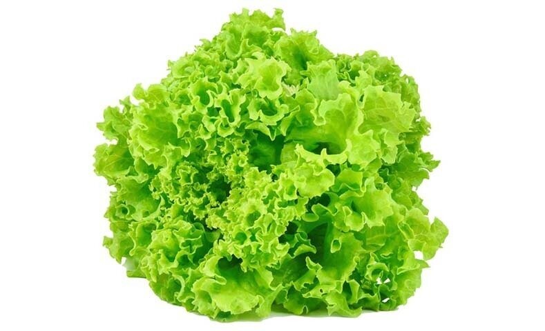 LECHUGA BLACK SEEDED SIMPSON