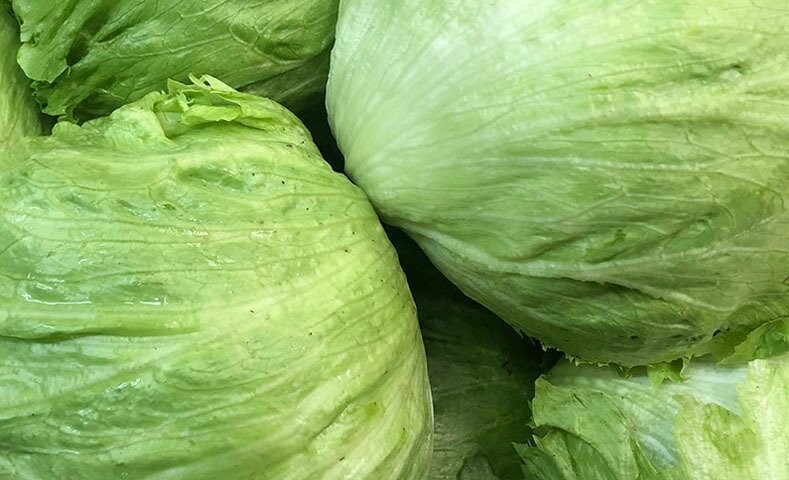 LECHUGA GREAT LAKES