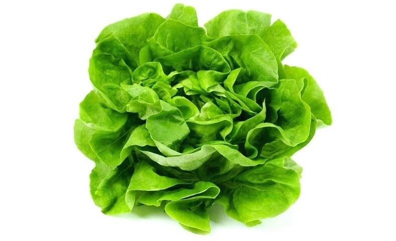 LECHUGA WHITE BOSTON