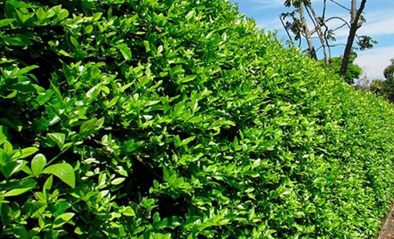 LIMON SWINGLEA