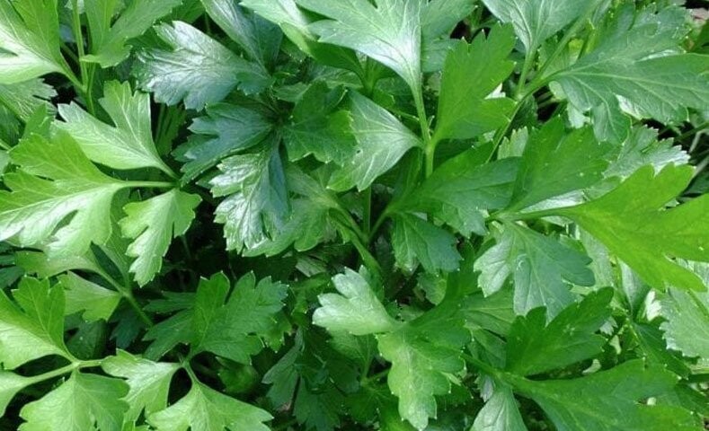 PEREJIL LISO ITALIAN DARK GREEN