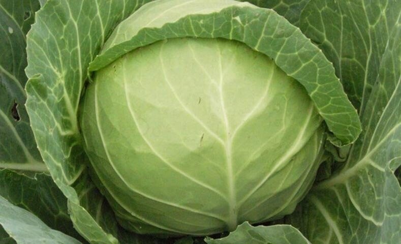 REPOLLO BOLA VERDE