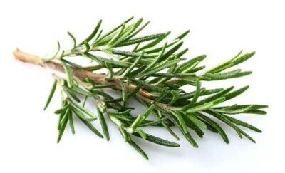 ROMERO Rosmarinus Officinalis