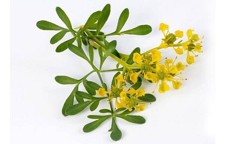 RUDA Ruta Graveolens