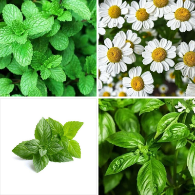 AROMÁTICAS