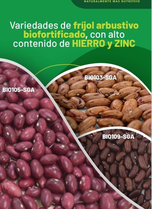 FRIJOL SGA BIOFORTIFICADO Arbustivo Alto en Zn + Fe