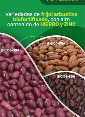 FRIJOL SGA BIOFORTIFICADO Arbustivo Alto en Zn + Fe